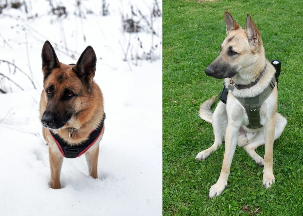 what is the best harness for German Shepherds