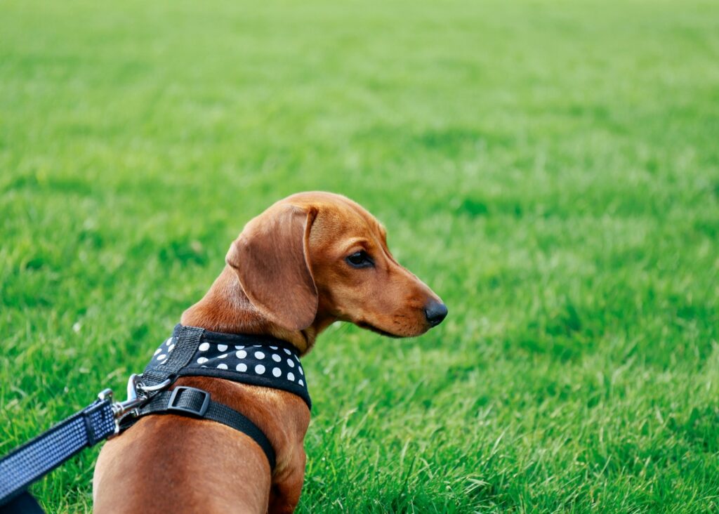 the best harness for dachshunds