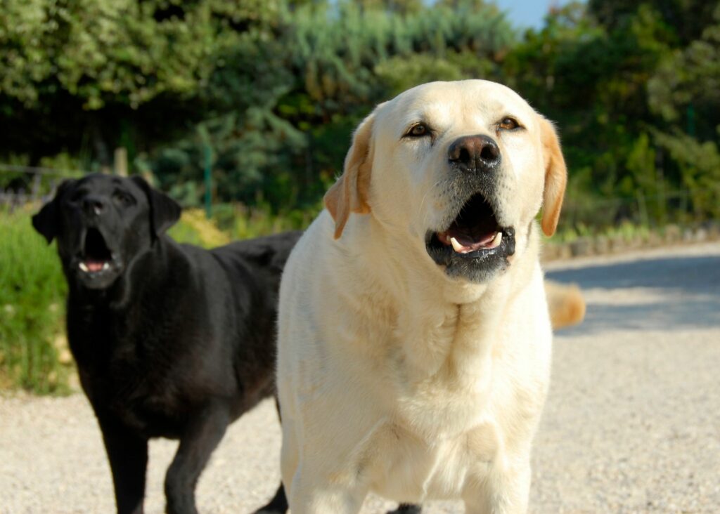 Why does my dog bark at other dogs?