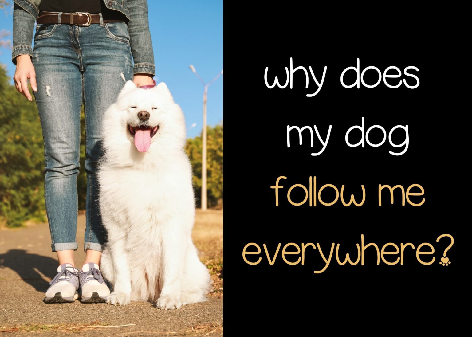 Why does my dog follow me everywhere? Pooching Around