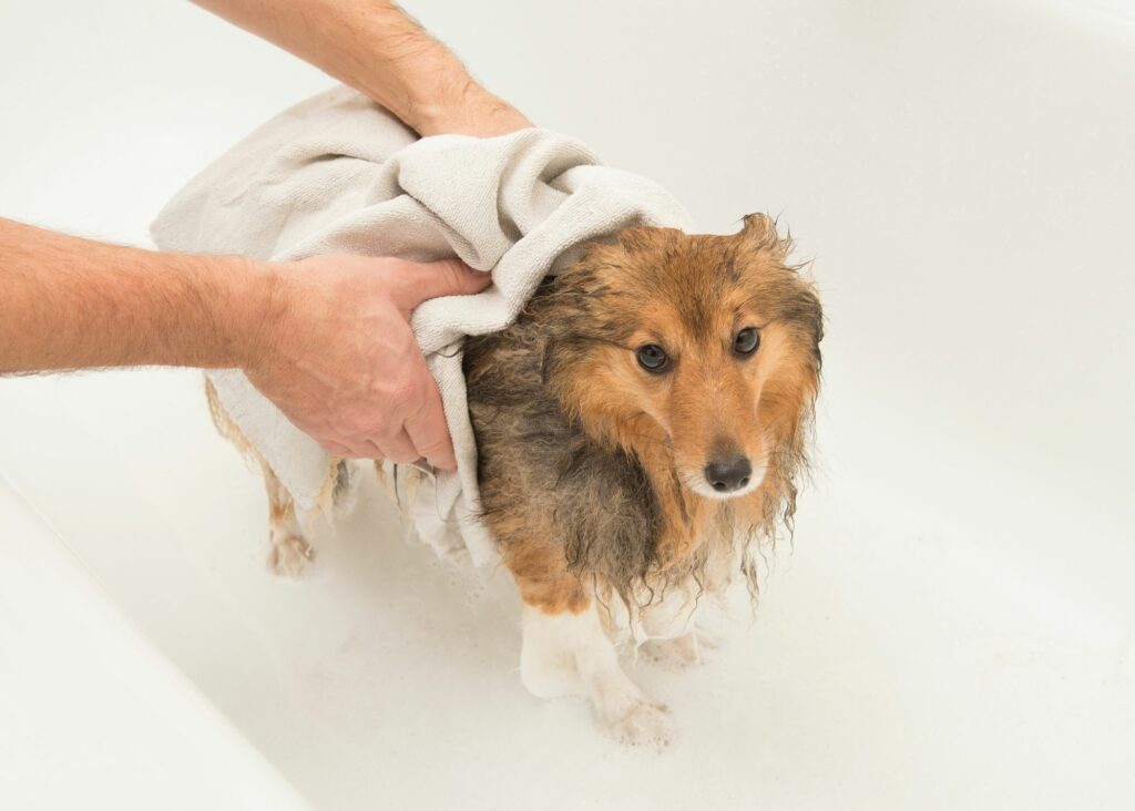 best flea shampoo for dogs