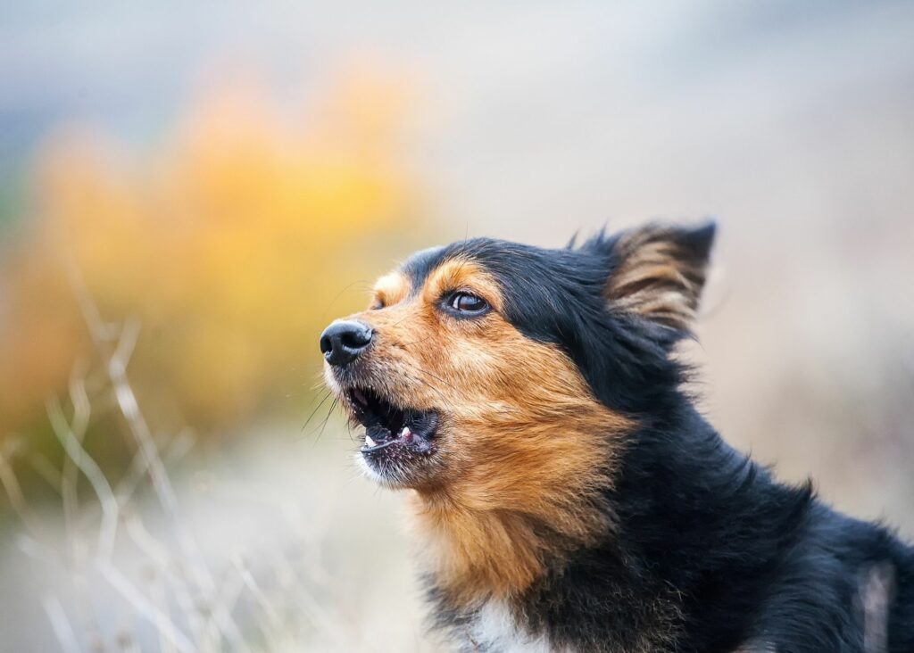 Why does my dog bark at other dogs?