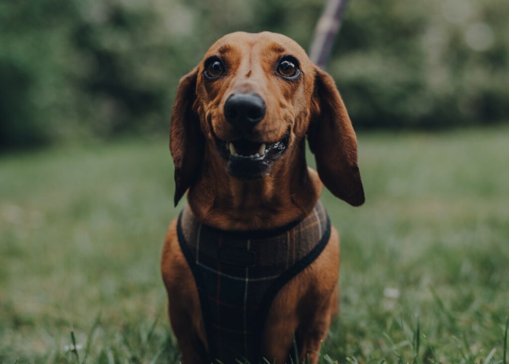 the best harness for dachshunds