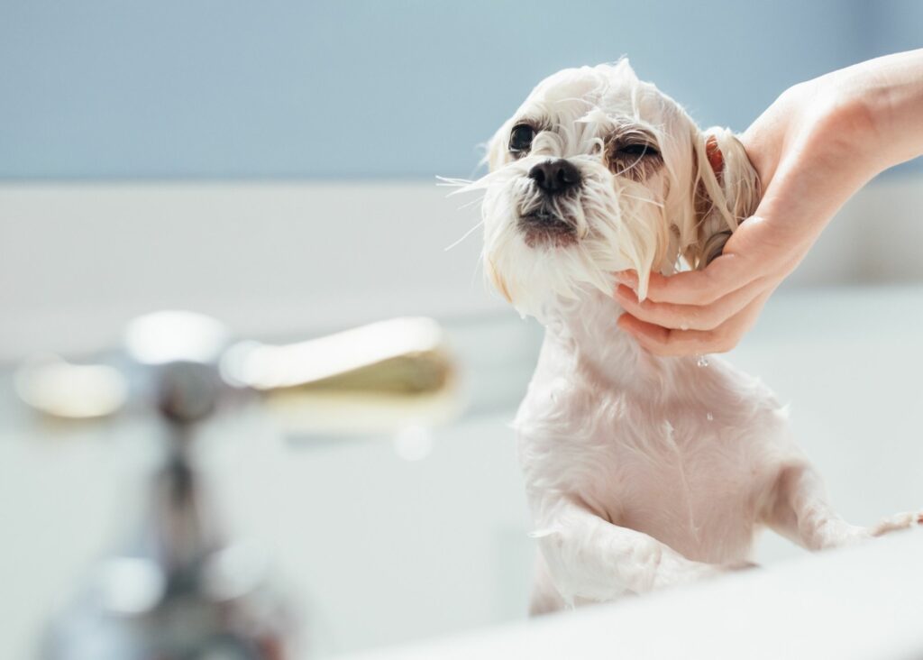 what is the best flea shampoo for dogs