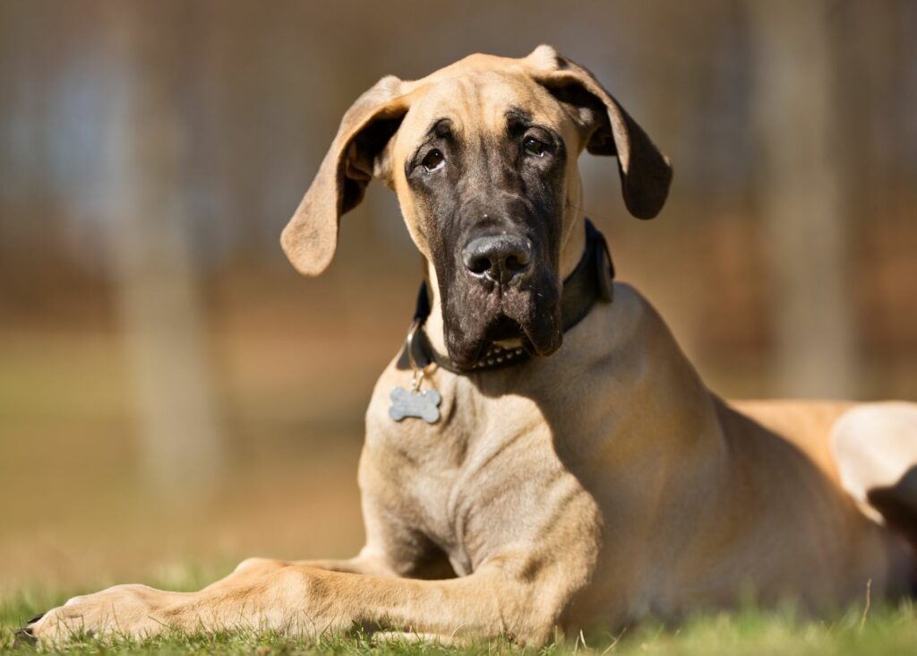 what is the best harness for Great Danes