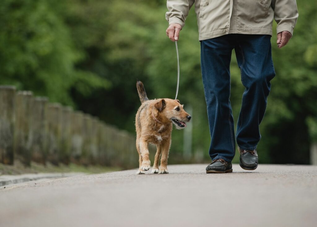 Why does my dog bark at other dogs?