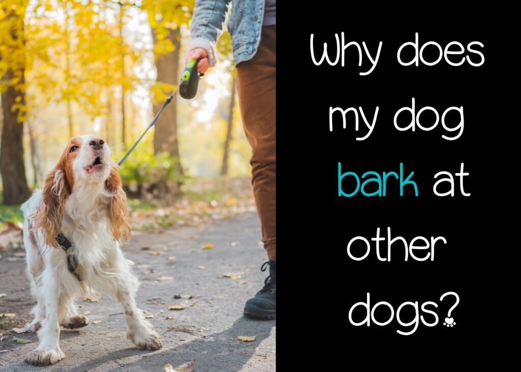 Why does my dog bark at other dogs?