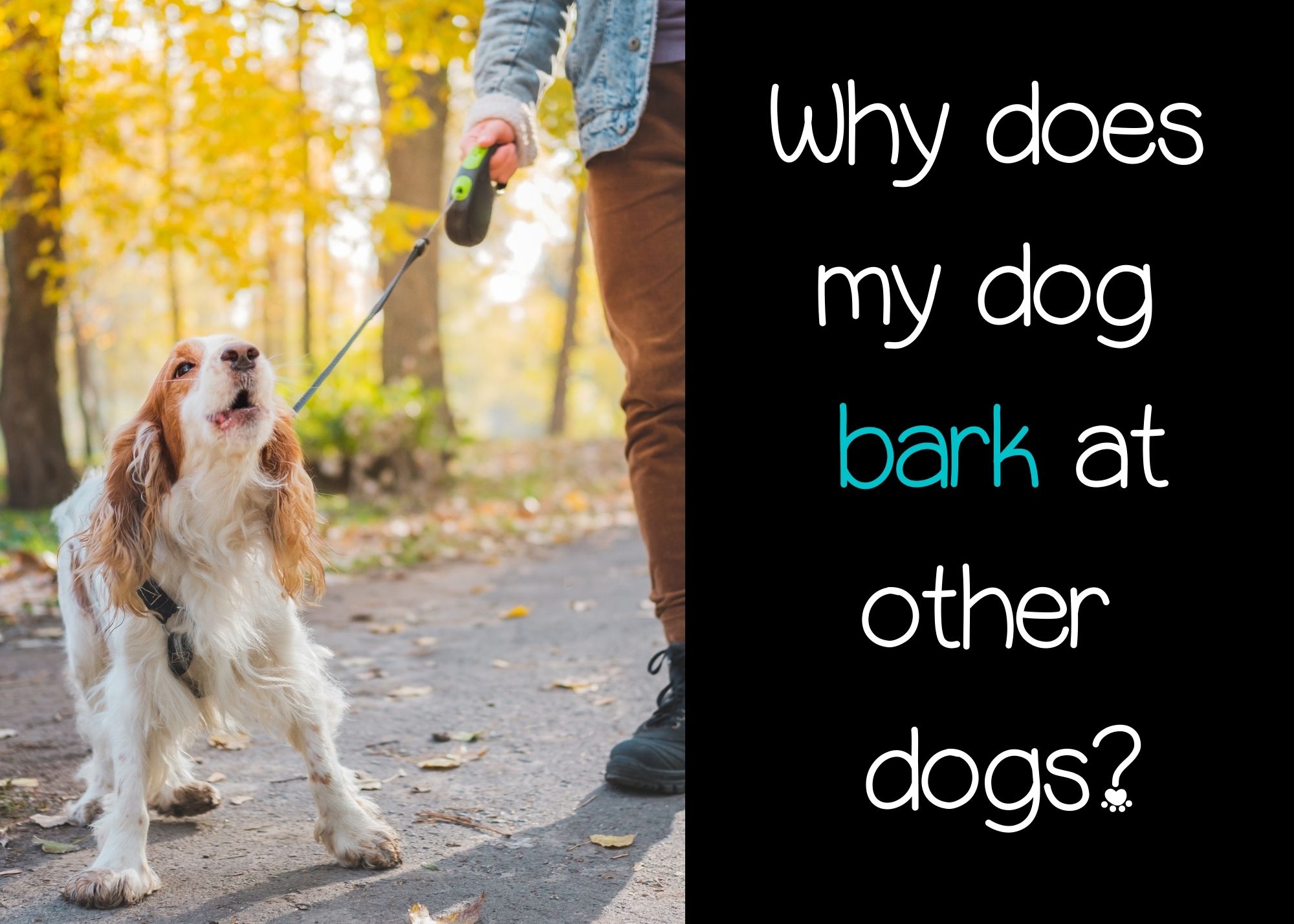 Why does my dog bark at other dogs?