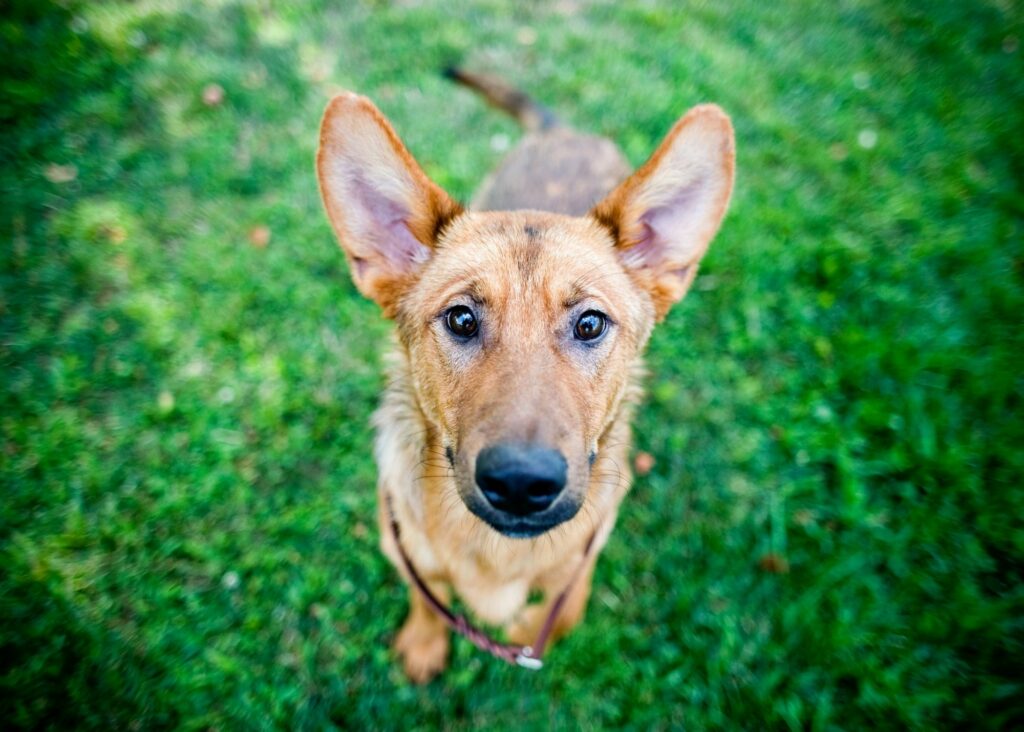 the best ear cleaner for dogs