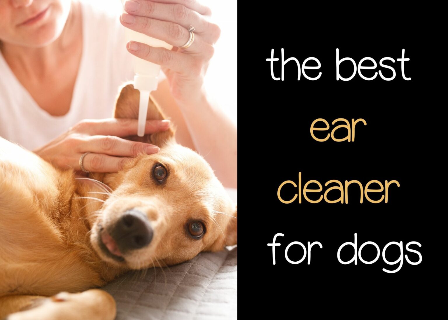 What is the Best Ear Cleaner for Dogs? Our Top 5 Picks. Pooching Around