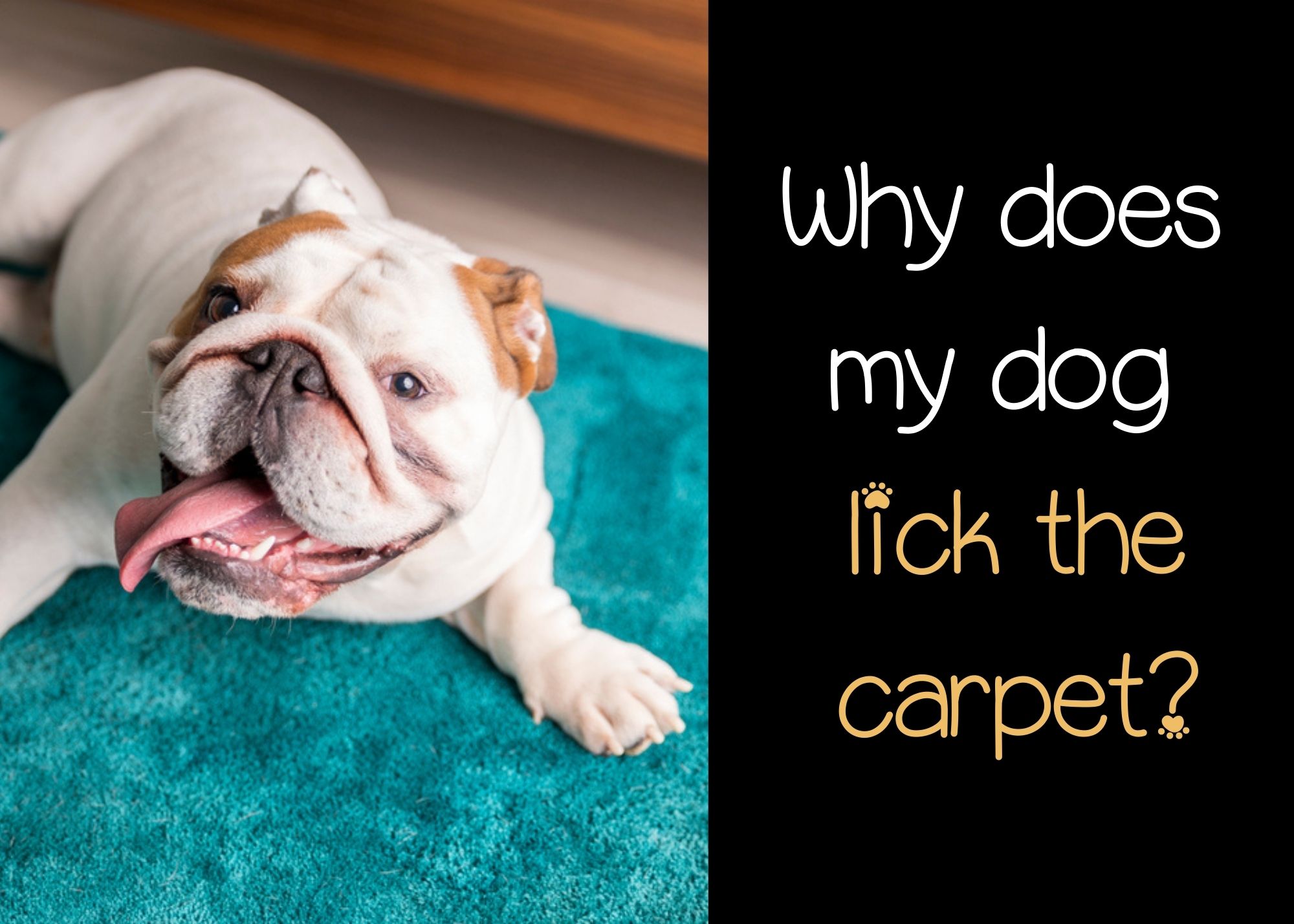 why does my dog lick the carpet