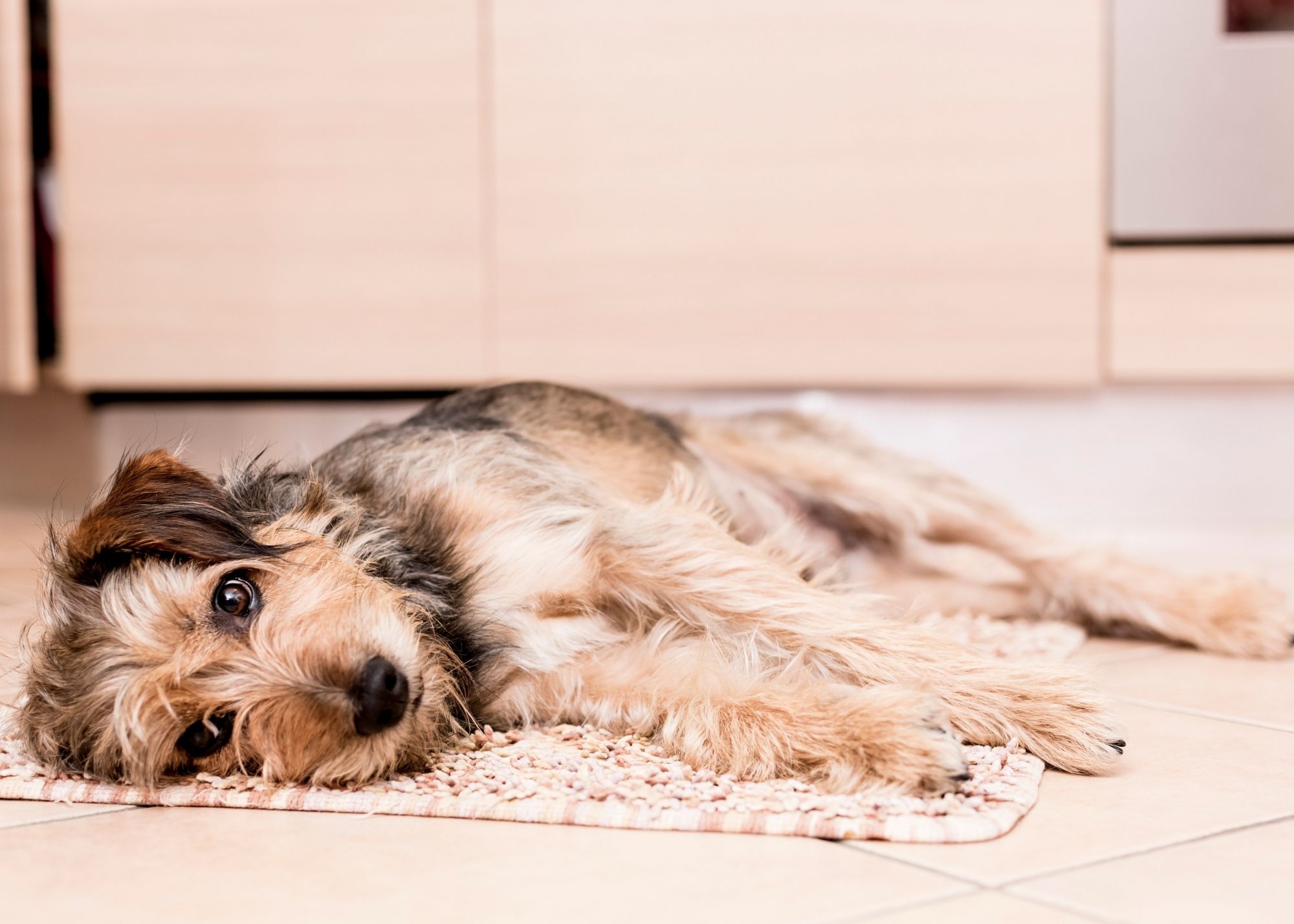 Why does my dog lick the carpet? Pooching Around
