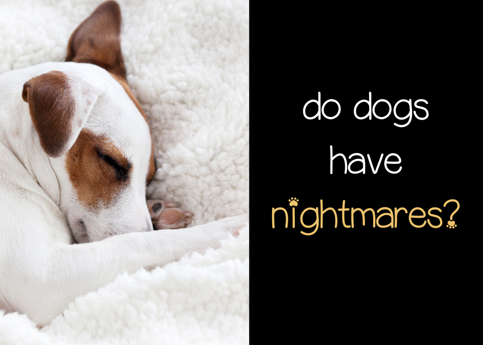 Do Dogs Have Nightmares? Pooching Around