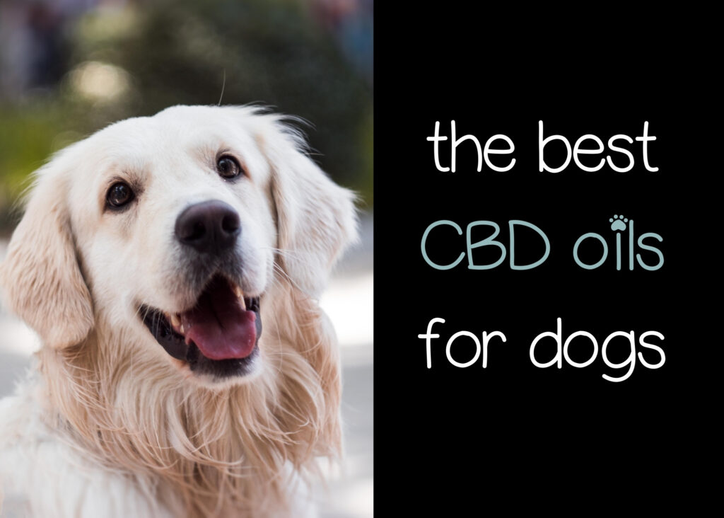 the best cbd oil for dogs