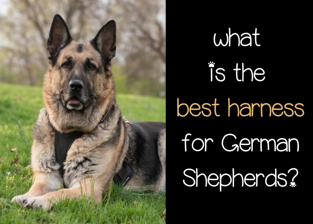 what is the best harness for German Shepherds