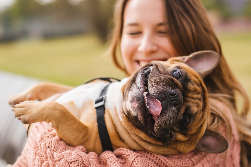 the best cbd oil for dogs