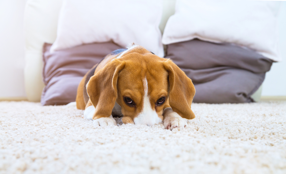 Why does my dog lick the carpet?