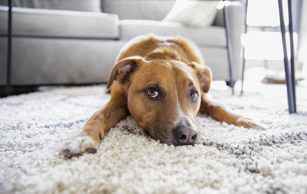 'Why does my dog lick the carpet?'