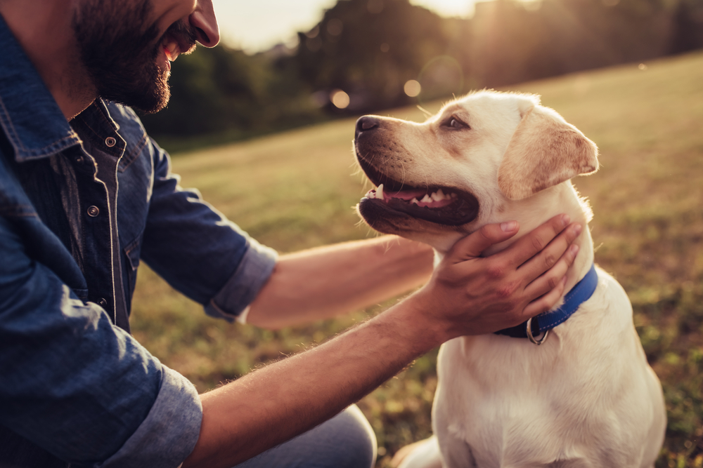 the best cbd oil for dogs