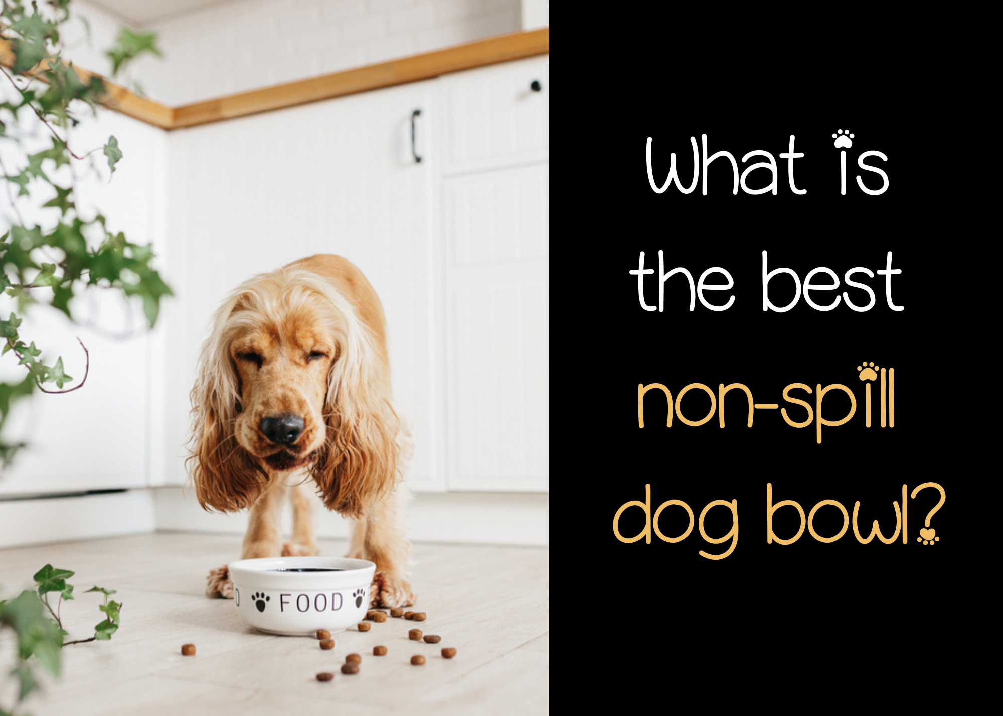 the best non spill dog bowls